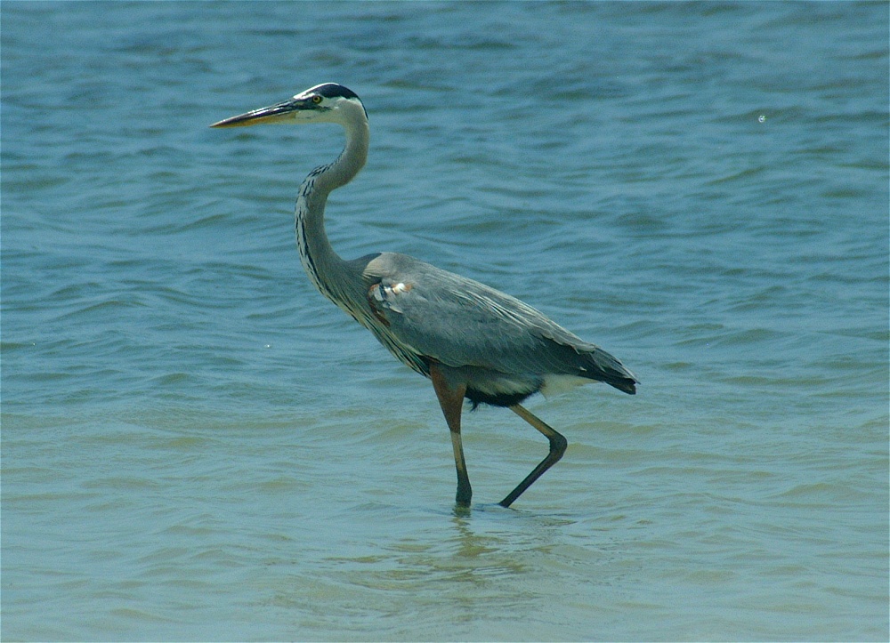 (04) Dscf5263 (great blue heron).jpg   (1000x723)   264 Kb                                    Click to display next picture